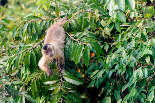 Black-striped tufted capuchin (Cebus libidinosus) in deciduous forest along the banks of the Pixiam River, Northern Pantanal, Brazil.  photo