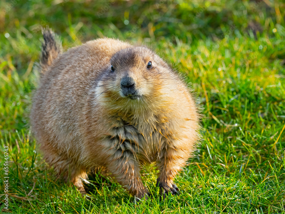 Black-tailed prairie dog (Cynomys ludovicianus) captive occurs in USA. Black-tailed prairie dog (Cynomys ludovicianus) captive occurs in USA.