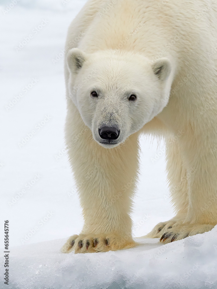 Polar bear (Ursus maritimus) On pack ice Svalbard, Norway, August. Polar bear (Ursus maritimus) On pack ice Svalbard, Norway, August.