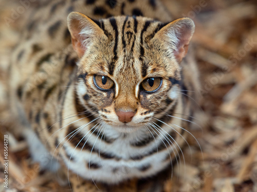 Asian leopard cat (Prionailurus bengalensis) portrait, captive, occurs in South and East Asia. 