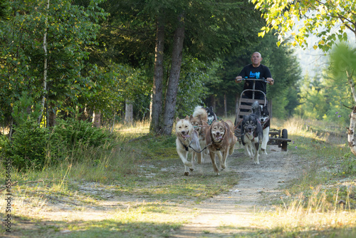 Husky Greenland dogs mushing with sled in a green forest