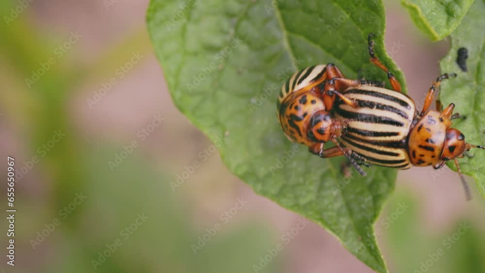 Colorado beetles busy with species survival, close-up Colorado beetles busy with species survival, close-up