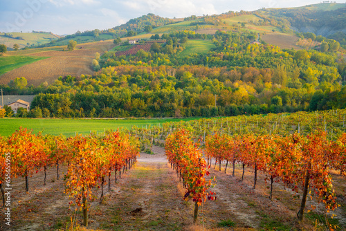 Castelvetro, Emilia Romagna, Italy. vineyards and hills in autumn photo