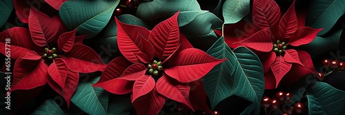 Poinsettia , Best Website Background, Hd Background, Background For Computers Wallpaper
