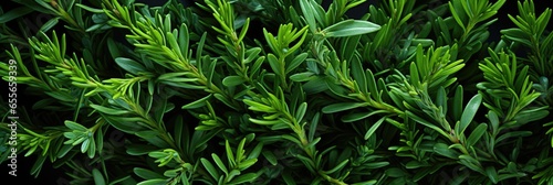 Rosemary leaves    Best Website Background  Hd Background  Background For Computers Wallpaper