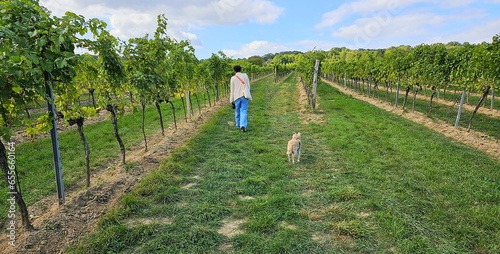 Frau und Hund in den Weinbergen  photo