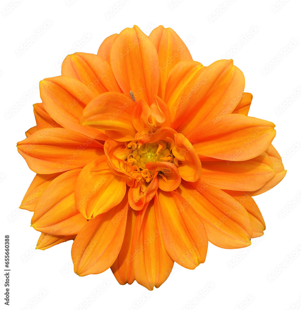 orange flower isolated on white background orange flower isolated on white background