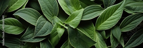 Sage Leaves, Best Website Background, Hd Background, Background For Computers Wallpaper