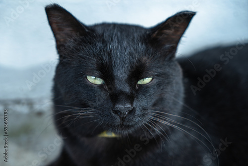 Black cat basking in the sun.