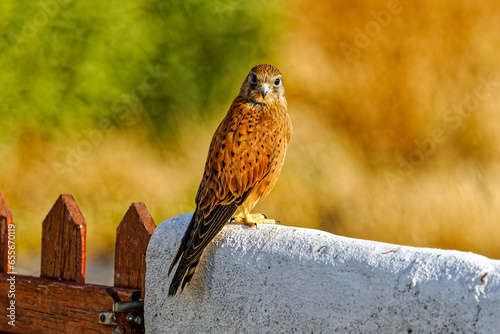 Picture of a Juvenile Rock Kestrel with specked rich russet colouring on wall facing camera in Western Cape, South Africa photo