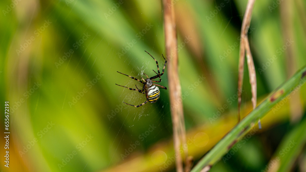 A Hunting Wasp Spider (Argiope bruennichi) perching on its web in a meadow A Hunting Wasp Spider (Argiope bruennichi) perching on its web in a meadow
