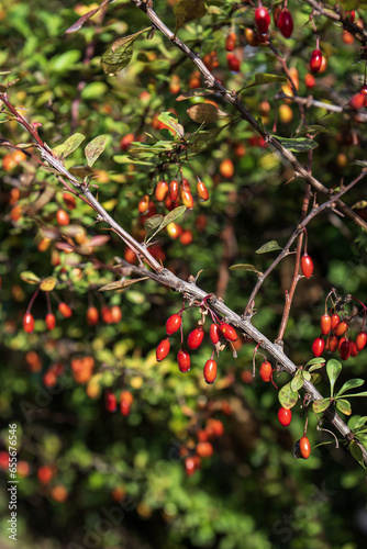 Ripe barberry berries on a branch in the garden in autumn
