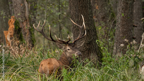 Red deer (Cervus elaphus) with huge antlers stands in tall vegetation during rutting season © Mateusz