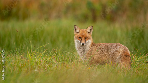 Red Fox (Vulpes vulpes) hidden in green grass. Pure natural wildlife photo. Ready to hunt