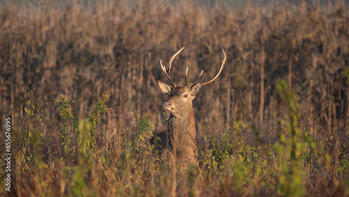 Young Red deer  Cervus elaphus  stands in tall vegetation during rutting season