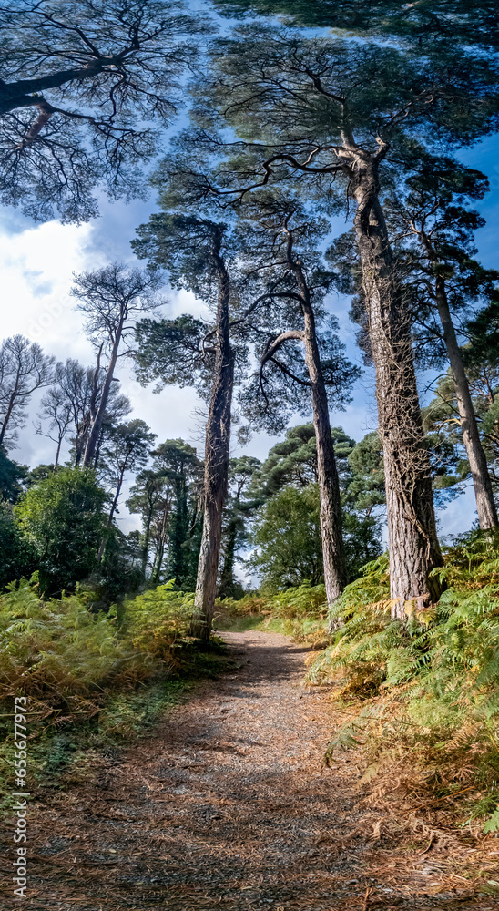 Fototapeta premium Scots Pine trees in County Donegal - Ireland