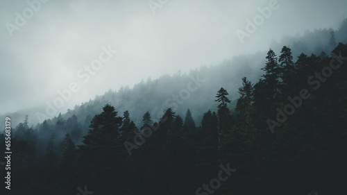 Beautiful foggy pine tree forest landscape