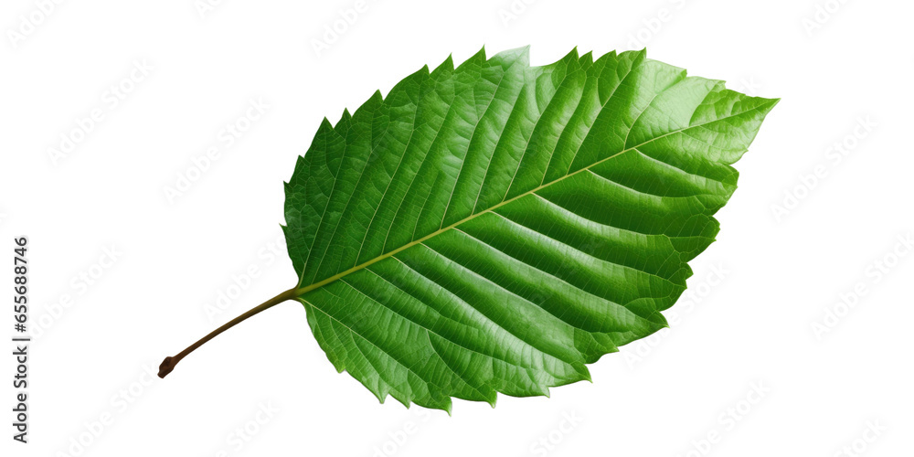 Fototapeta premium Real green leaf on transparent background