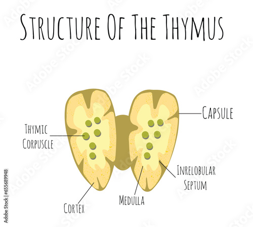 Thymus human organ and gland anatomy with lungs and thyroid in a 3D illustration style.