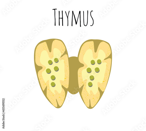 Thymus human organ and gland anatomy with lungs and thyroid in a 3D illustration style.