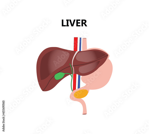 Human liver reconstruction Therapy medical concept. Pharmacy drugstore banner cure recovers hepatitis health care. Low poly polygonal 3D glowing vector illustration