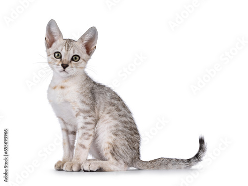 Cute F5 silver spotted Savannah cat kitten, sitting up side ways. Looking towards camera. Isolated on a white background. photo