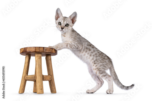  Cute F5 silver spotted Savannah cat kitten, standing side ways with front paws on little wooden stool. Looking towards camera. Isolated on a white background. photo