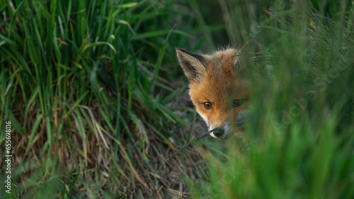 Baby Red Fox (Vulpes vulpes) looks out from behind the grass