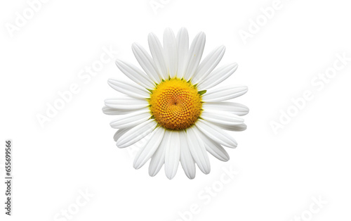 Very Attractive Daisy Isolated on White Transparent Background.
