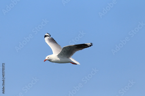 The silver gull (Chroicocephalus novaehollandiae) is the most common gull of Australia. photo