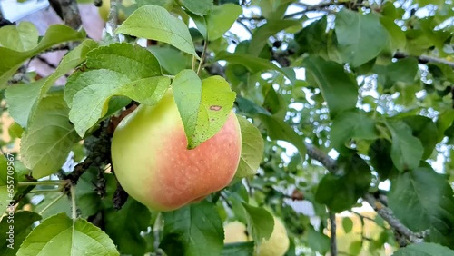 One ripe apple on a tree branch