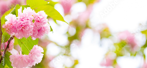 Sakura. Cherry blossom  branches with flowers sway in the wind. Pink flowers of the sakura tree. Spring landscape with flowering trees. Beautiful nature on a sunny day.
