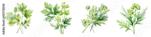 Lovage Botanical View On A Clean White Background Soft Watercolour Transparent Background