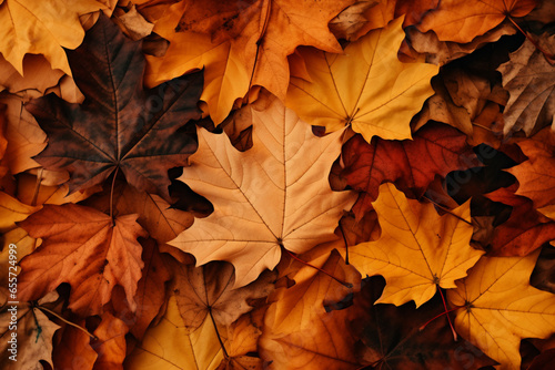Autumn leaves lying on the floor