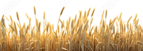 Wheat Ears on the Wheat Field isolated on a white background, agriculture concept, horizontal banner design, realistic design illustration, generative ai