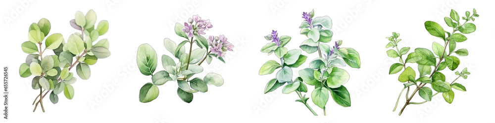 Oregano  Botanical View On A Clean White Background Soft Watercolour Transparent Background
