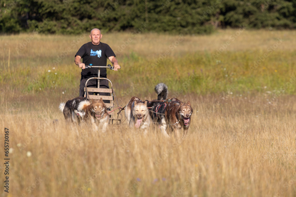 Man with Greenland dogs pulling cart Man with Greenland dogs pulling cart