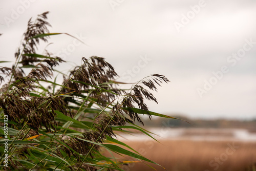 Reeds on the shore of an autumn lake
