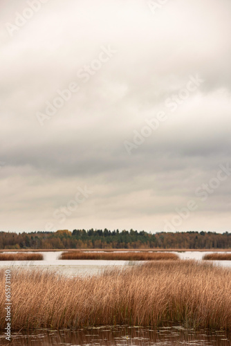 A view of the reeded lake on an autumn day