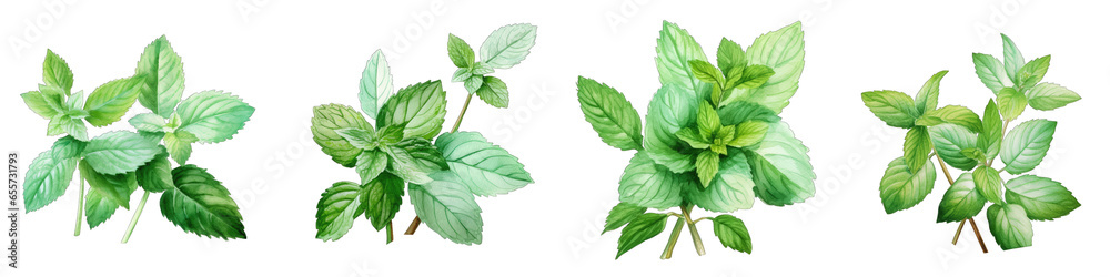 Peppermint  Botanical View On A Clean White Background Soft Watercolour Transparent Background - obrazy, fototapety, plakaty 