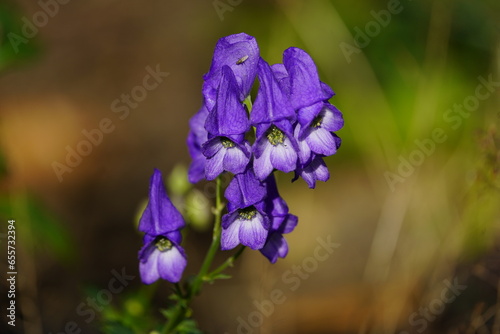 Aconitum carmichaelii is a species of flowering plant of the genus Aconitum, family Ranunculaceae. photo