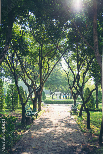 Nature forest green tree magic sunlight beam light in woodland. Beautiful rays of sunlight in tranquil green forest. Sumbeam through ray light outdoors park. Natural Blurred background summer time. photo