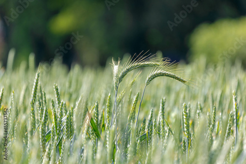 Selective focus of young green barley (gerst) on the field in countryside, Hordeum vulgare, Texture of soft ears of wheat in the farm, Agriculture industry, Nature pattern background. photo