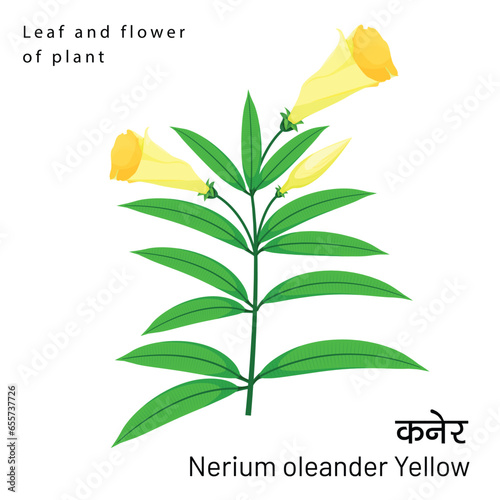 Botany Element Nerium Oleander yellow flower with leaves and detailed of Spiral leaves