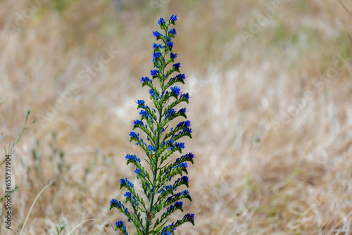 Selective focus of wild flowers on grass meadow, Echium vulgare or Viper's bugloss and blueweed is a species of flowering plant in the borage family Boraginaceae, Nature floral pattern background. photo