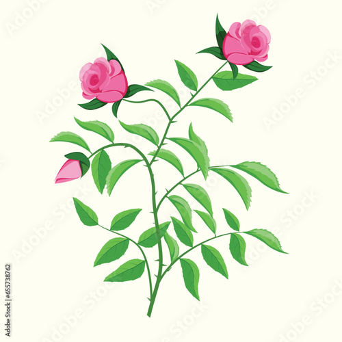 Rose shrub with leaves and blossoms Botanical element.