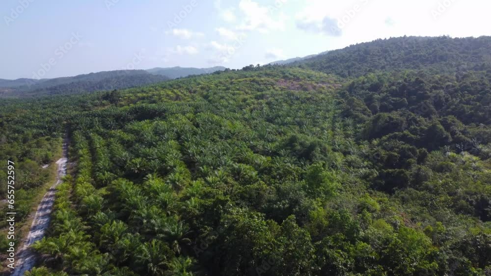Aerial view of a very large oil palm plantation with a mountain background Aerial view of a very large oil palm plantation with a mountain background