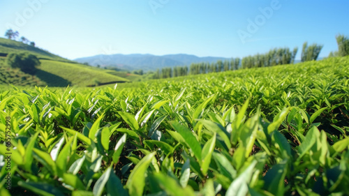 Organic green teas farms