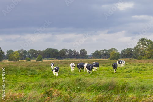 Beautiful natural landscape with young Dutch dairy cattle in the stream valley of the Rolder Diep, Drentsche Aa National Park in the Dutch province of Drenthe photo