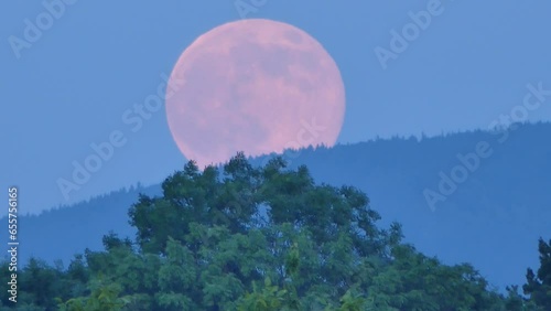 Evening sky with pink full moon during moonrise over blue horizon of mountain and green trees - timelapse. Color of moon disc is as result of the phenomenon of Atmospheric Refraction. photo